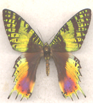 Urania croesus extreme aberation (Internet Image property of respective owner, non-commercial use only)